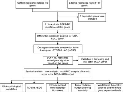 Frontiers Identification Of A Novel Gene Signature Of Lung